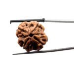 4 Mukhi Rudraksha 21.65 MM