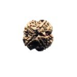 4 Mukhi Rudraksha Nepal - (20.40 Mm ) 7 4 Mukhi Rudraksha Nepal - (20.40 Mm )