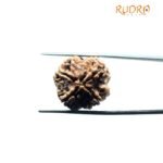 4 Mukhi Rudraksha Nepal - (20.40 MM )