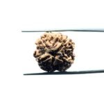 4 Mukhi Rudraksha Nepal - (20.40 MM )