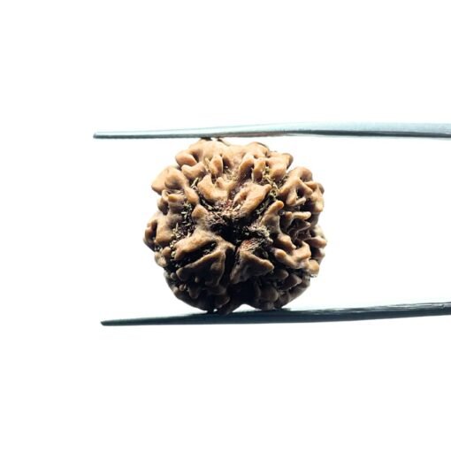 4 Mukhi Rudraksha Nepal - (20.40 Mm )