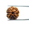 4 Mukhi Rudraksha Nepal - (20.60 Mm )