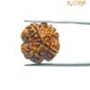 4 Mukhi Rudraksha Nepal - (20.60 Mm )