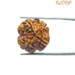 4 Mukhi Rudraksha Nepal - (20.60 MM )