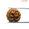 4 Mukhi Rudraksha Nepal - (20.60 Mm )