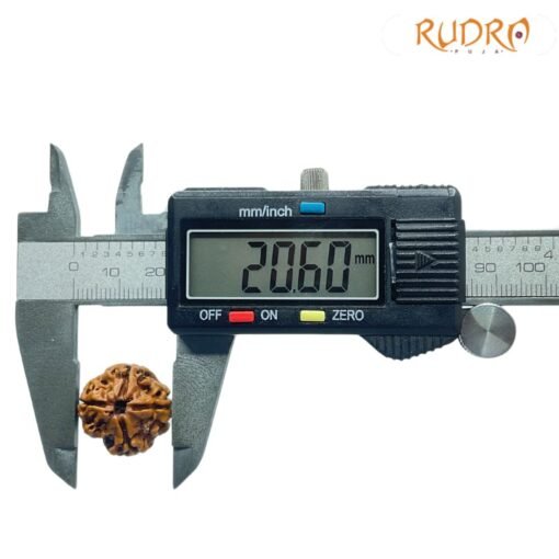 4 Mukhi Rudraksha Nepal - (20.60 Mm )