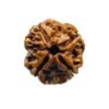 4 Mukhi Rudraksha Nepal - (20.60 Mm )