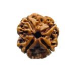 4 Mukhi Rudraksha Nepal - (20.60 Mm )