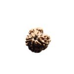 4 Mukhi Rudraksha Nepal - (21.00 Mm )