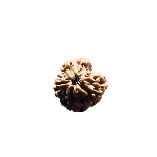 4 Mukhi Rudraksha Nepal - (21.00 Mm )