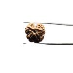 4 Mukhi Rudraksha Nepal - (21.00 MM )