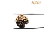 4 Mukhi Rudraksha Nepal - (21.00 MM )