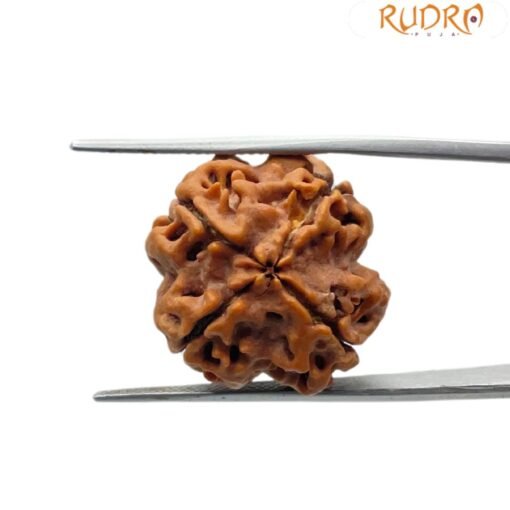 4 Mukhi rudraksha 20.69 mm