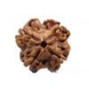 4 Mukhi Rudraksha 20.69 Mm