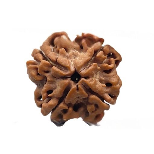 4 Mukhi rudraksha 20.69 mm