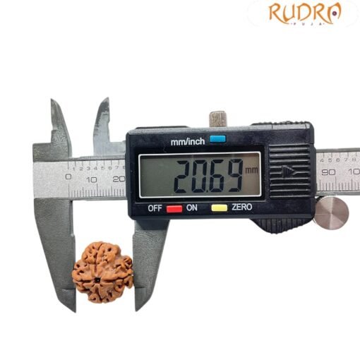 4 Mukhi rudraksha 20.69 mm