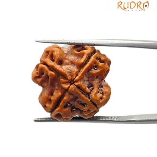 4 mukhi rudraksha 16.78 mm