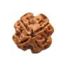 4 Mukhi Rudraksha 16.78 Mm