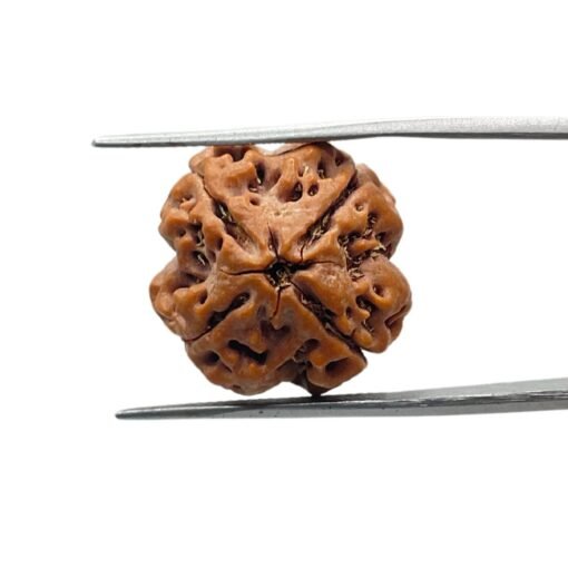 4 Mukhi Rudraksha 16.78 Mm