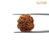 4 Mukhi Rudraksha 19.25 Mm