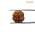 4 mukhi rudraksha 19.25 mm