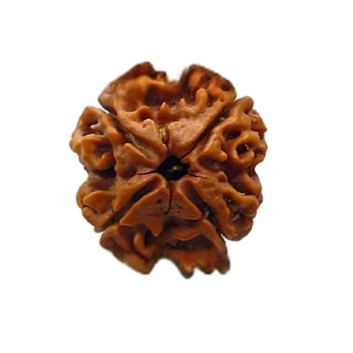 4 mukhi rudraksha 19.25 mm