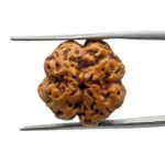 4 mukhi rudraksha 19.70 mm