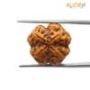 4 Mukhi Rudraksha 19.70 Mm