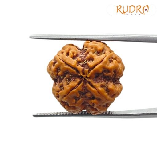 4 mukhi rudraksha 19.70 mm