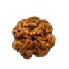 4 Mukhi Rudraksha 19.70 Mm