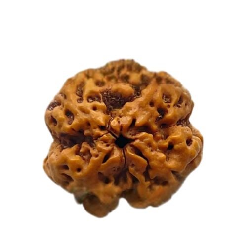 4 mukhi rudraksha 19.70 mm