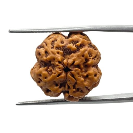 4 Mukhi Rudraksha 19.70 Mm