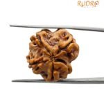 4 mukhi rudraksha 21.20 mm