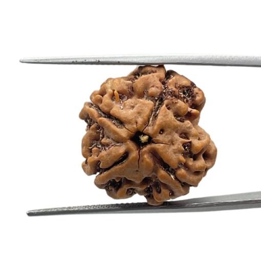 4 Mukhi Rudraksha 21.20 Mm