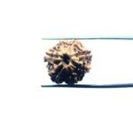 7 Mukhi Rudraksha Nepal - (18.44mm)