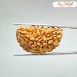 Collector 1 Mukhi Rudraksha ( 38.38MM )