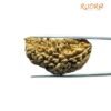 Collector 1 Mukhi Rudraksha ( 41.62 Mm) 11 Collector 1 Mukhi Rudraksha ( 41.62 Mm)