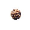 Collector 5 Mukhi Rudraksha Nepal - (23.22 Mm)