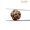Collector 5 Mukhi Rudraksha Nepal - (23.22 Mm)
