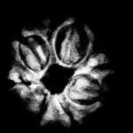 Sapt Mukhi Rudraksha - (18.44Mm) 7 7 Mukhi Rudraksha 18.44 Mm