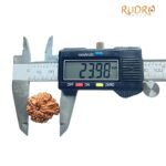 1 Mukhi Savar Rudraksha (23.98 Mm )