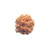 1 Mukhi Savar Rudraksha (23.98 Mm ) 10 1 Mukhi Savar Rudraksha (23.98 Mm )