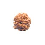1 Mukhi Savar Rudraksha (23.98 mm )