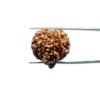 1 Mukhi Savar Rudraksha (23.98 mm )