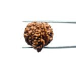 1 Mukhi Savar Rudraksha (23.98 mm )