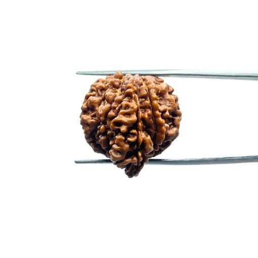 1 Mukhi Savar Rudraksha (23.98 Mm )