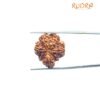 1 Mukhi Savar Rudraksha (23.98 Mm ) 11 1 Mukhi Savar Rudraksha (23.98 Mm )