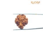 1 Mukhi Savar Rudraksha (23.98 Mm )
