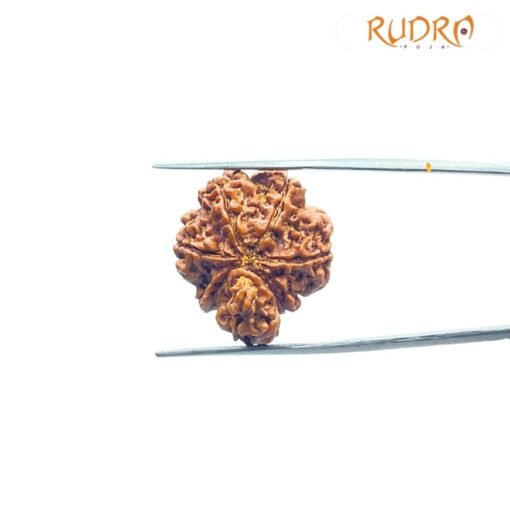 1 Mukhi Savar Rudraksha (23.98 Mm )