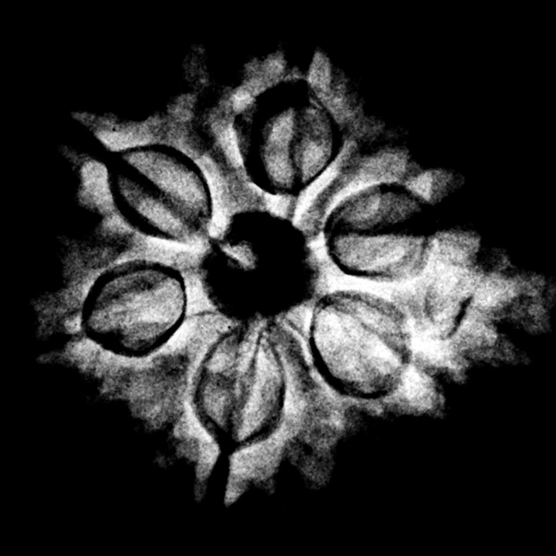 1 muki savar rudraksha 23.98 mm x-ray